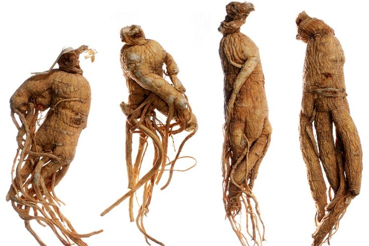 ginseng erro zakila handitzeko